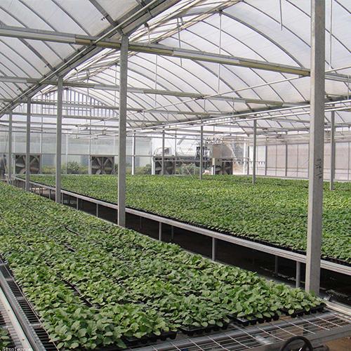 连栋花卉91好色先生IOS下载 连栋花卉91好色先生IOS下载